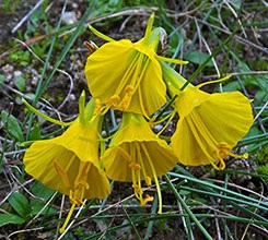 Hoop-petticoat Narcissus in Andújar - Narcissus bulbocodium © John Muddeman